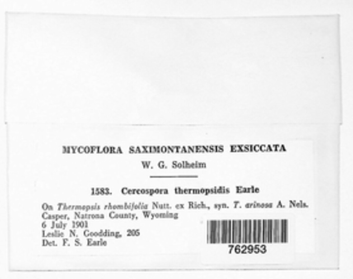 Pseudocercospora thermopsidis image